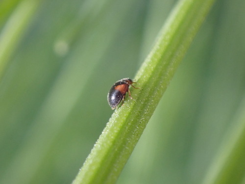 Red-flanked Scymnus, Maandereng, Ede, Nederland, photo 7 of 10
