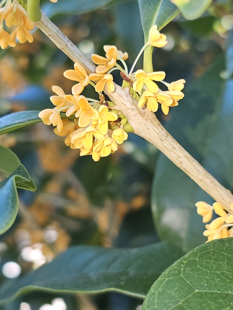 Osmanthus fragrans, 3-9 Ōsakajō, Chuo Ward, Osaka, 540-0002, Japan