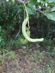 Pithecellobium lanceolatum