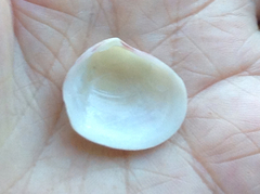 Semele rubropicta