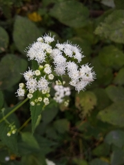 Ageratina