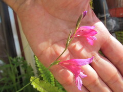 Wild Gladiolus (Gladiolus illyricus)
