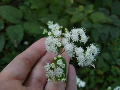 Ageratina