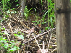Laterallus albigularis