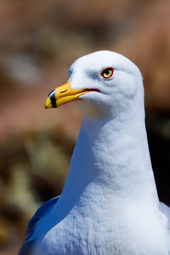 Ring-billed Gull photographed in Washington