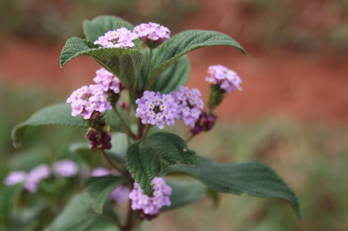 Lippia alba