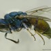 Argochrysis - Photo (c) conabio_bancodeimagenes,  זכויות יוצרים חלקיות (CC BY-NC-ND), הועלה על ידי conabio_bancodeimagenes