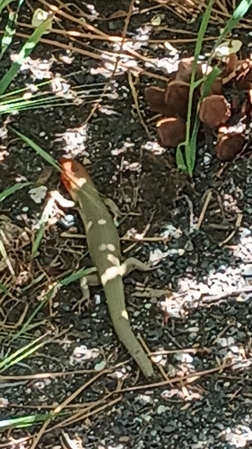 iNaturalist observation photo of Gilbert's Skink