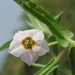 Trichodesma indicum - Photo (c) Vinayaraj,  זכויות יוצרים חלקיות (CC BY-SA)