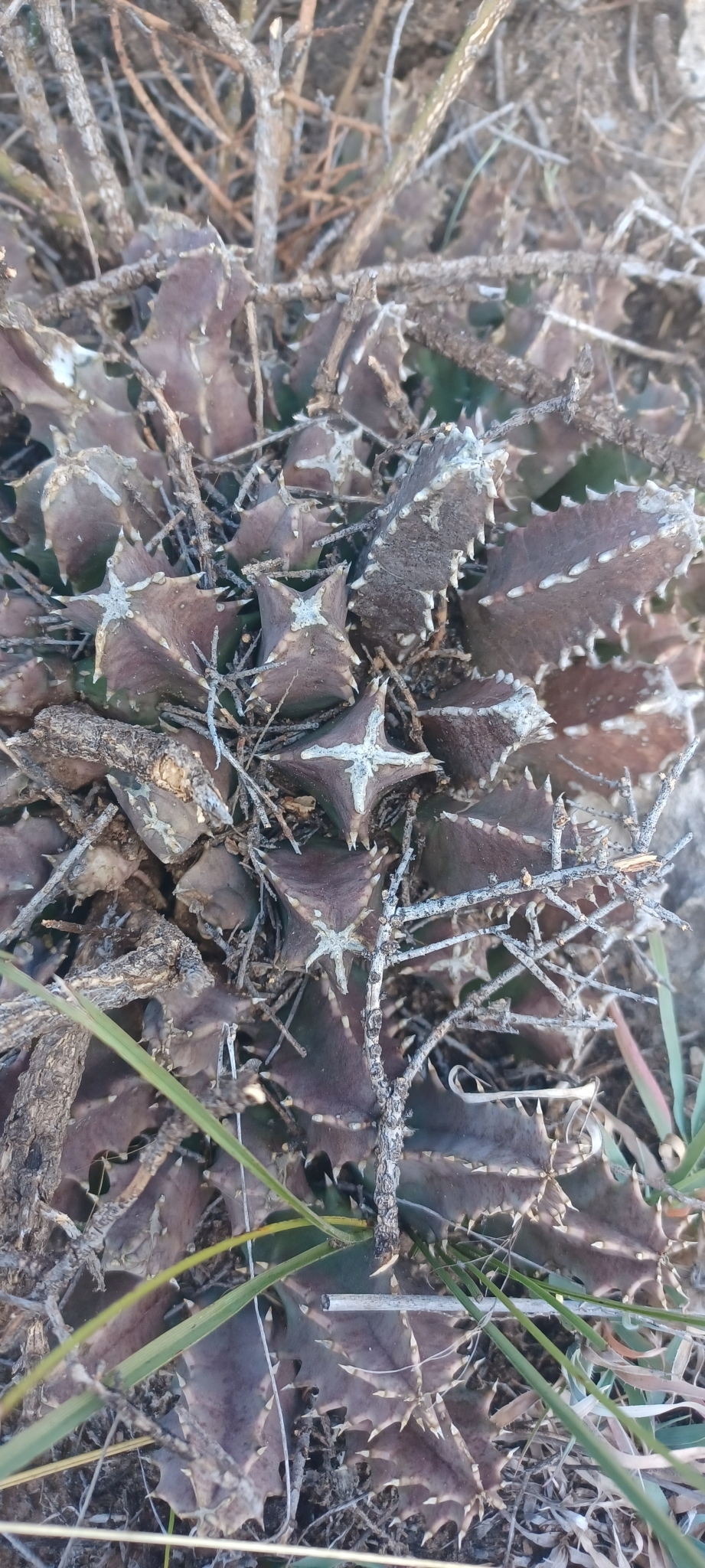 Huernia longituba N.E.Br. 2