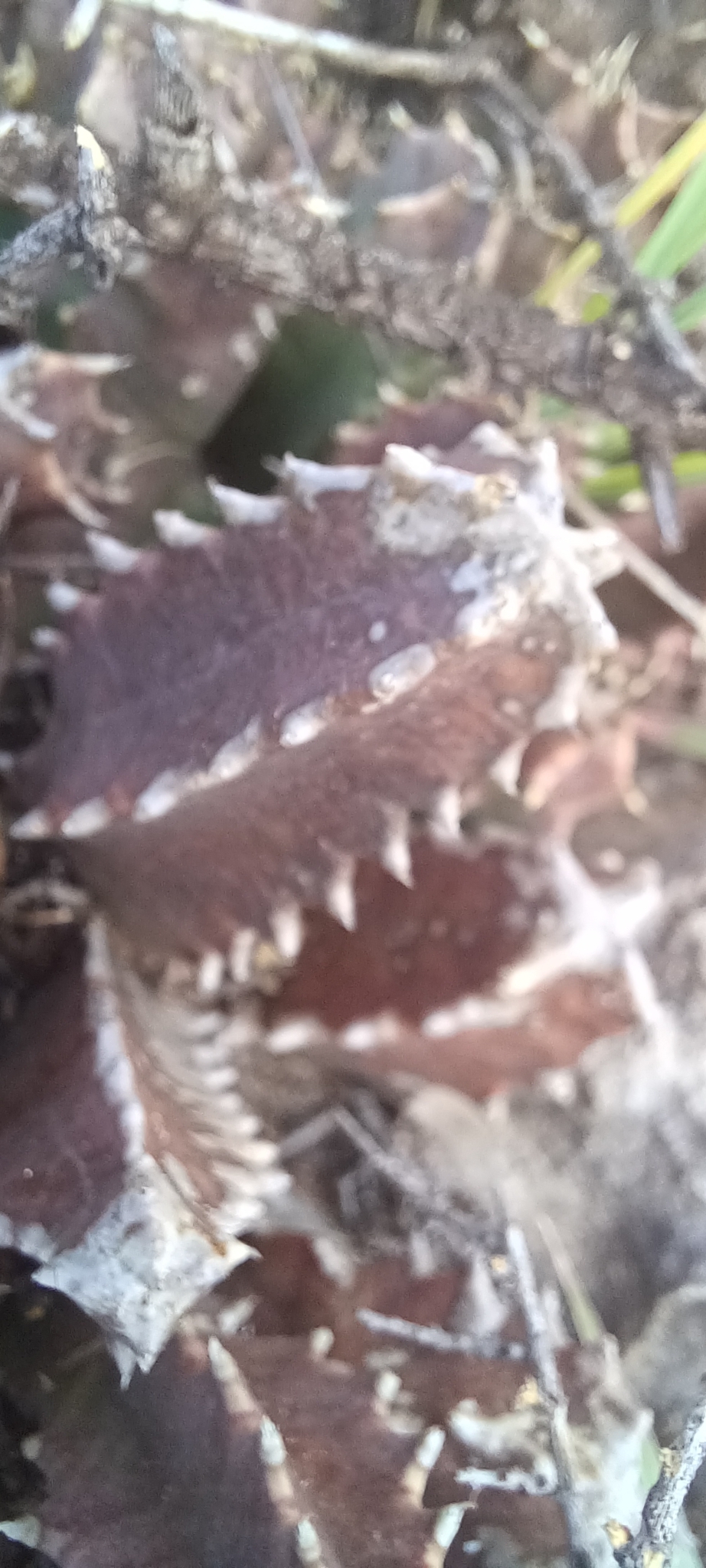 Huernia longituba N.E.Br. 3