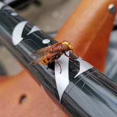 Volucella zonaria