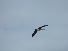 Branta canadensis