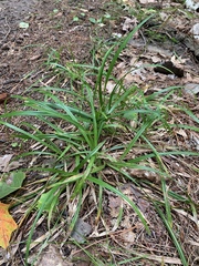 Carex pedunculata