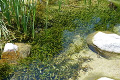 Potamogeton illinoensis