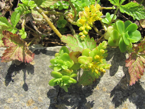 Sedum kimnachii V.V.Byalt