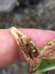 Mompha brevivittella