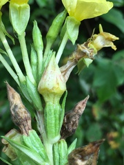 Mompha stellella