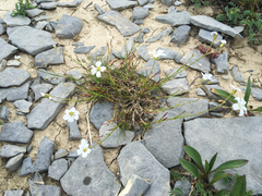 Eremogone capillaris