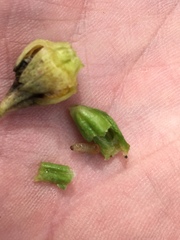 Mompha stellella