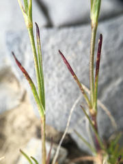 Eremogone capillaris
