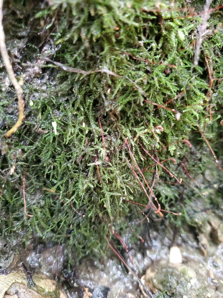 tangled thread moss from Fomes Branch, Greenville, NC, USA on May 17 ...