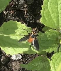 Galactomyia