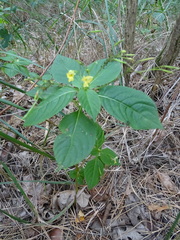 Impatiens parviflora