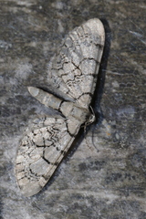 Eupithecia venosata