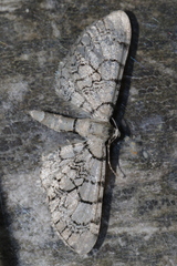 Eupithecia venosata