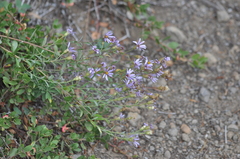 Eucephalus ledophyllus