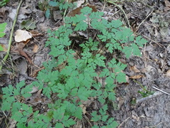 Geranium robertianum