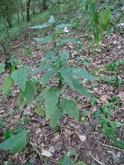 Urtica dioica