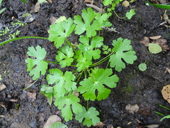 Ranunculus sceleratus