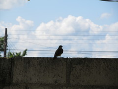 Myiozetetes cayanensis