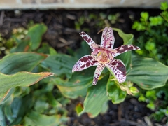 Tricyrtis