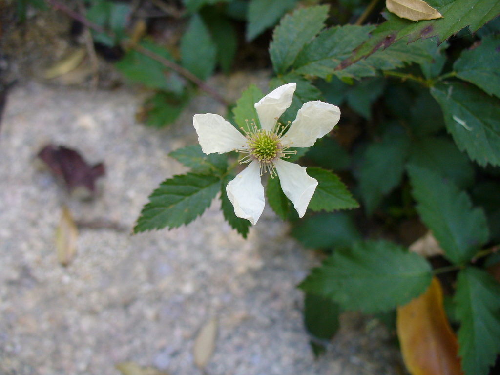 Arizona dewberry (Edible Plants of Arizona) · iNaturalist