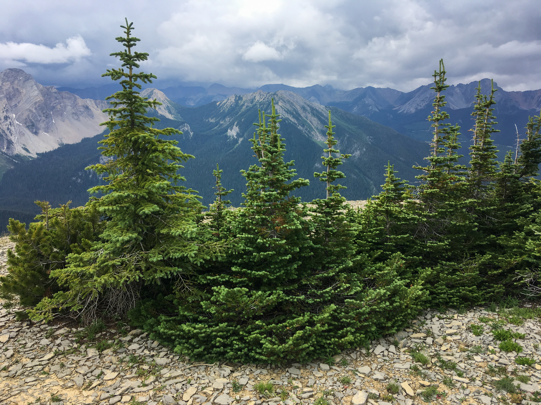 Abies lasiocarpa