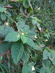 Impatiens parviflora