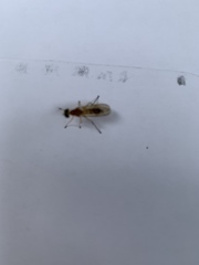 Stratiomyomorpha