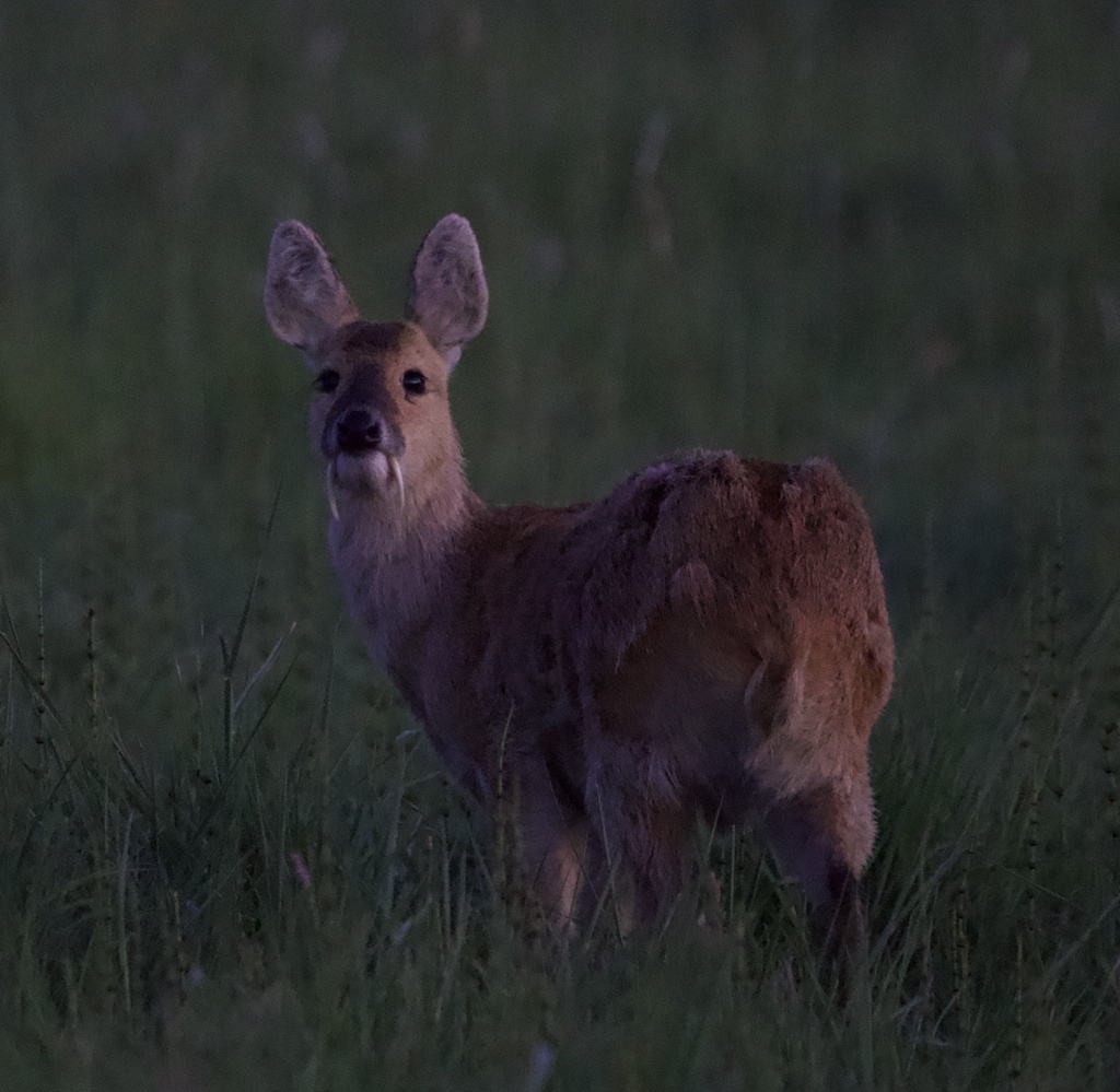 Chinese Water Deer
