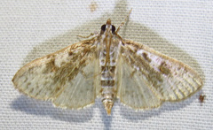 Palpita freemanalis