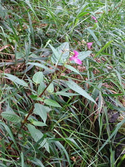 Impatiens glandulifera