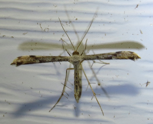 Ragweed Plume Moth photo 5