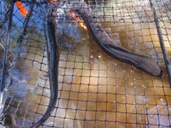 Amphiuma tridactylum