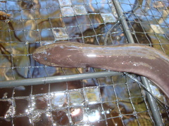 Amphiuma tridactylum