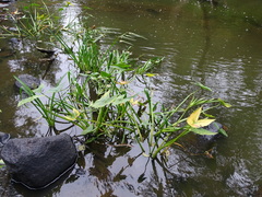 Sagittaria sagittifolia