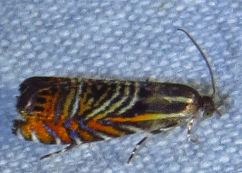 Psychedelic Jones Moth photo 5