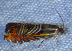 Thaumatographa jonesi