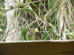 Myiarchus tuberculifer